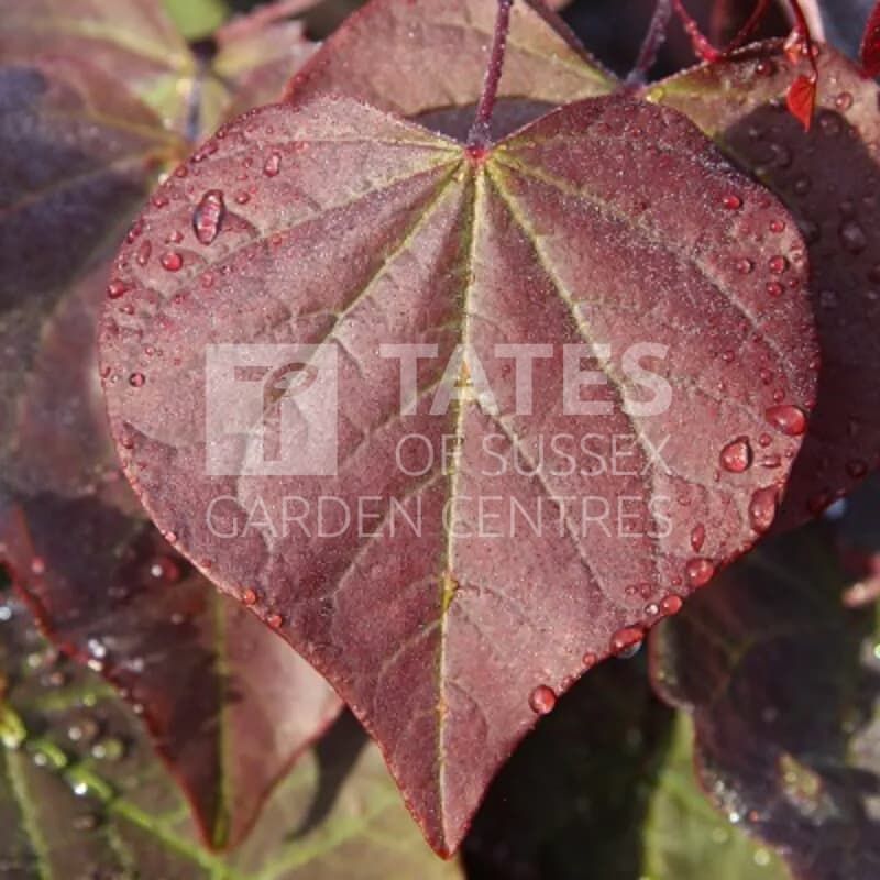 CERCIS CANADENSIS 'FOREST PANSY' - 12L
