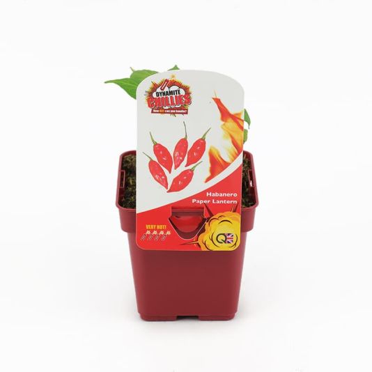 Chilli Pepper 'Habanero Paper Lantern' 10cm