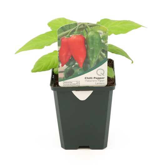 Chilli Pepper 'Habanero' Pot Veg 8.5cm