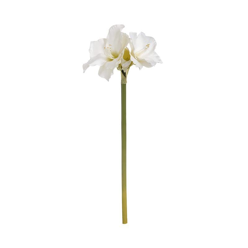 Amaryllis Flower Stem in Classic White