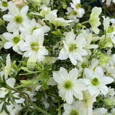 Clematis 'Early Sensation' 3 Litres