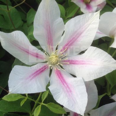 Clematis 'Andromeda' 3 Litres