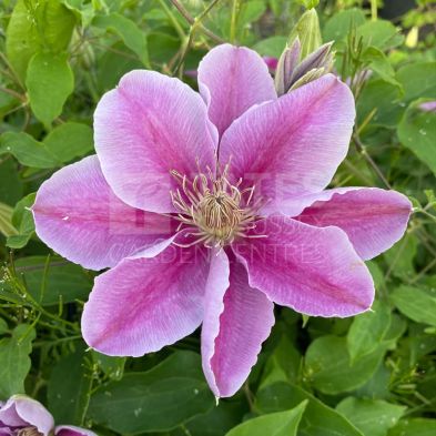 Clematis 'Bees Jubilee' 3 Litres