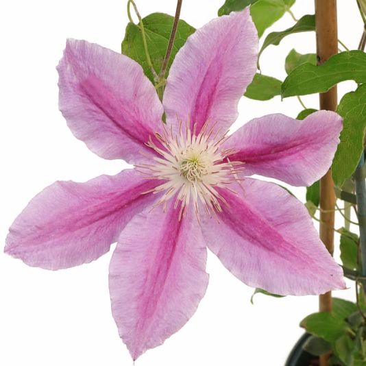 Clematis 'Dr Ruppell' 3 Litres
