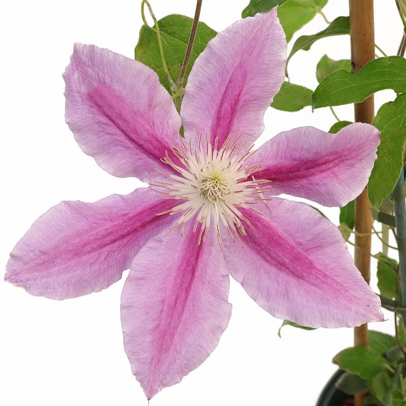 Clematis 'Dr Ruppell' 3 Litres