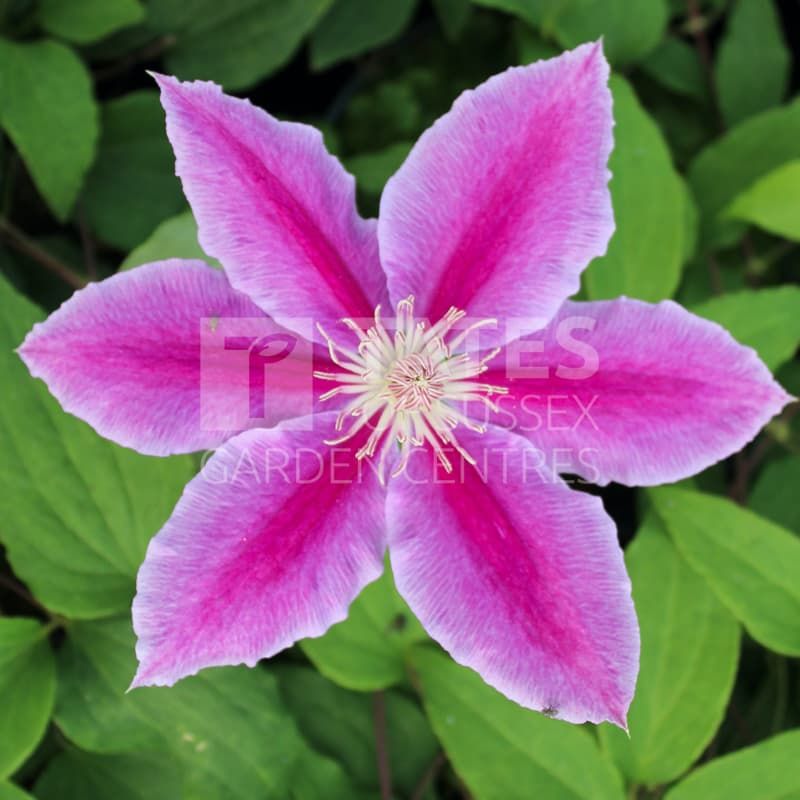 CLEMATIS DR RUPPELL 3L