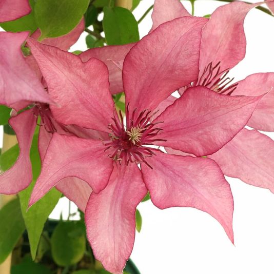 Clematis 'Giselle' ('Evipo051') 3 Litres