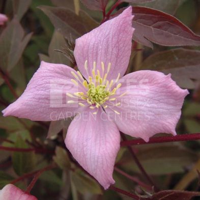 Clematis montana 'Fragrant Spring' 3 Litres