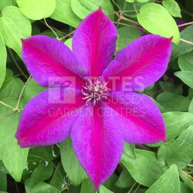 Clematis 'Mrs N Thompson' 3 Litres