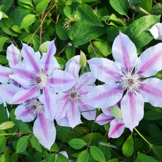 Clematis 'Nelly Moser' 3 Litres