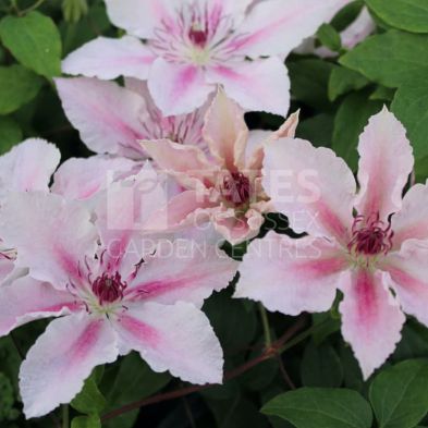 Clematis 'Pink Fantasy' 3 Litres