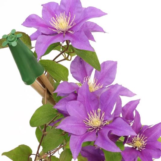 Clematis (R. Evison) 'Olympia' 3 Litres
