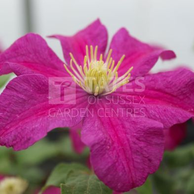 Clematis 'Remembrance' 3 Litres