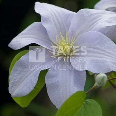 Clematis 'Silver Moon' 3 Litres