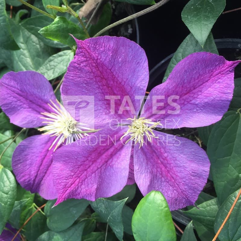 Clematis 'Star of India' 3 Litres