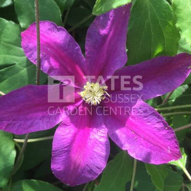 Clematis 'Sunset' 3 Litres