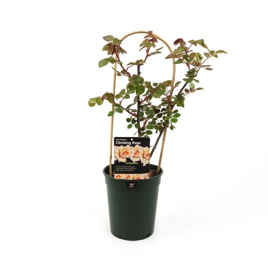 Climbing Rose 'Compassion' 4 Litres