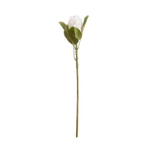 Closed White Protea Stem