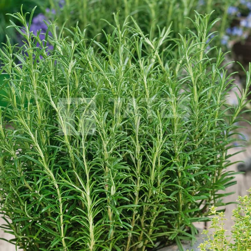Rosemary 'Common' 1 Litres