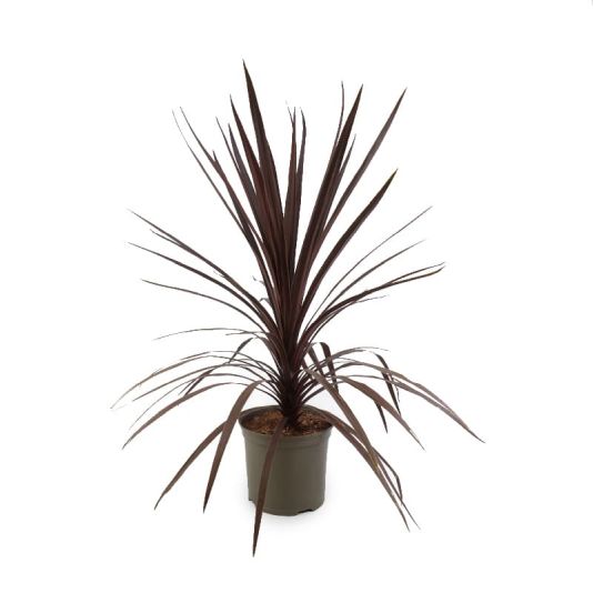 Cordyline 'Torbay Red' 7.5 Litres