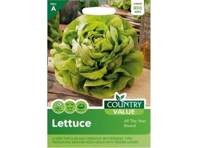 Lettuce 'All the Year Round' Seeds