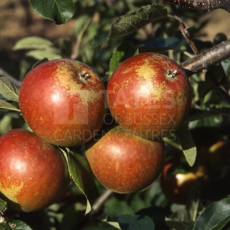 Apple (Malus) 'Cox' Self Fertile Bush 12 Litres MM106