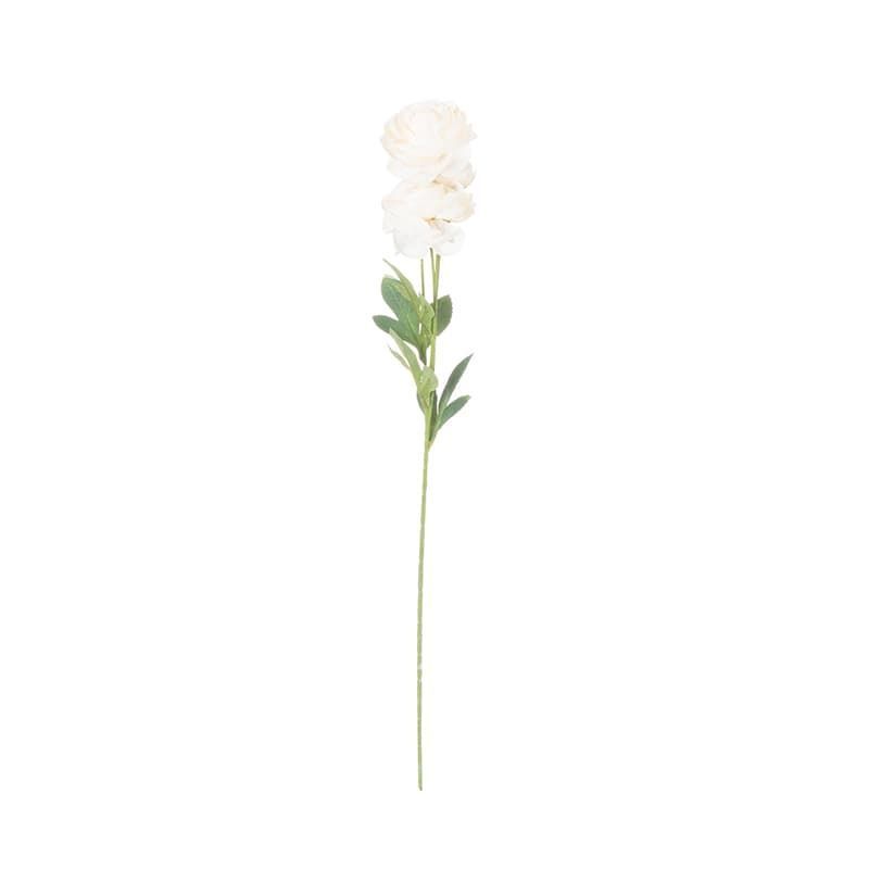 Ranunculus Stem in Cream