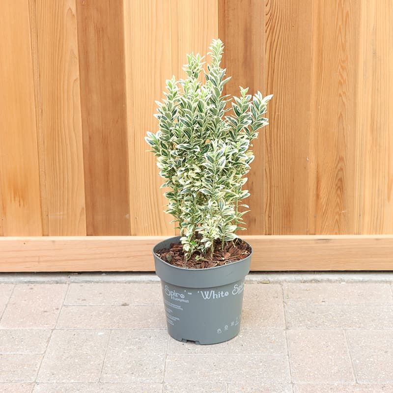 Euonymus japonicus 'White Spire' 2 Litres