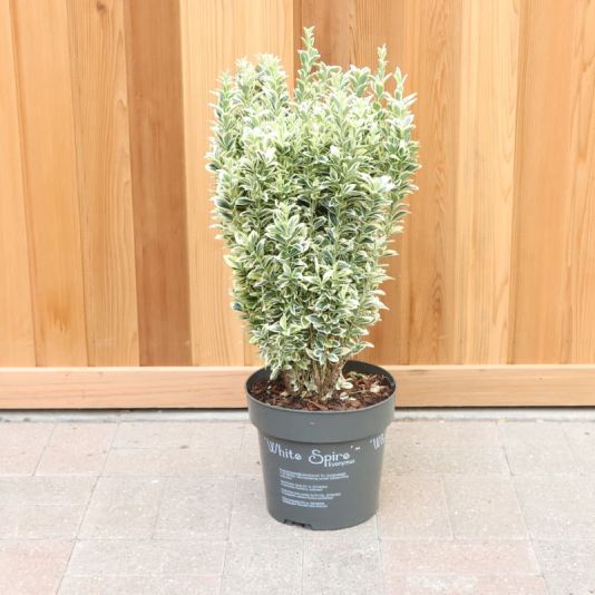Euonymus japonicus 'White Spire' 4 Litres