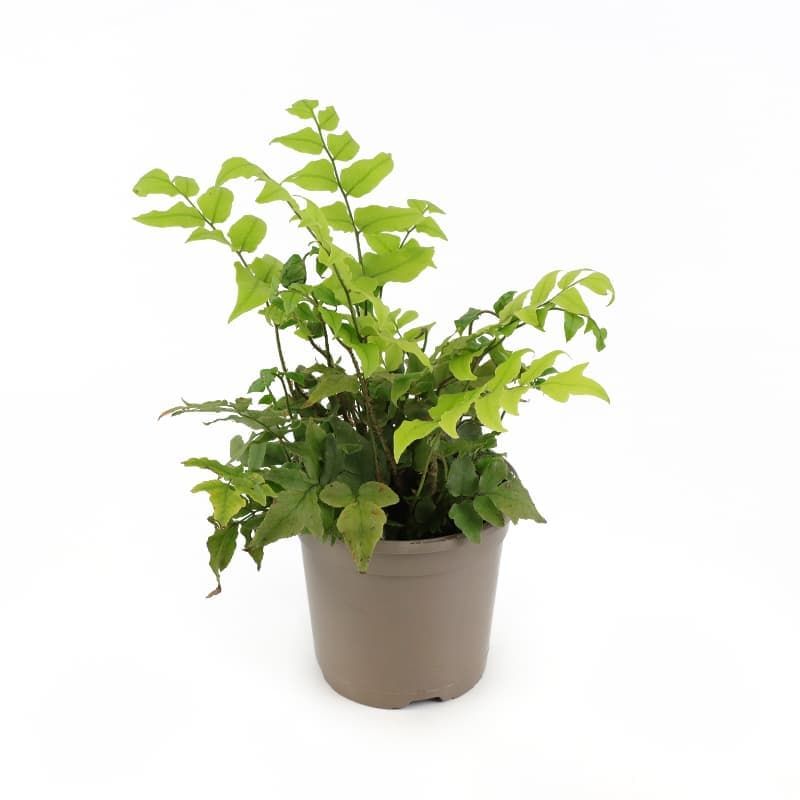 Holly Fern (evergreen) 1 Litres