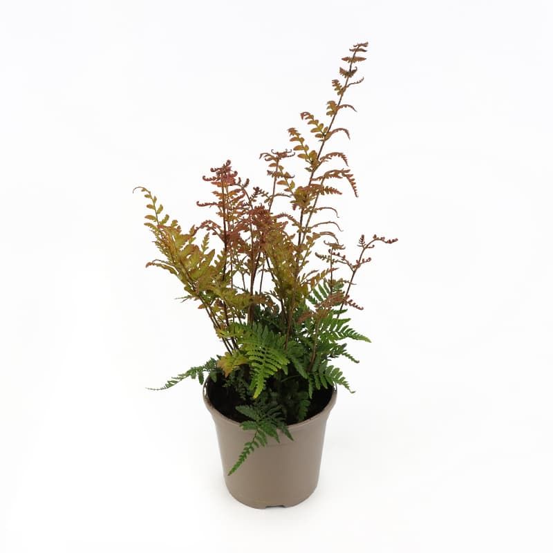 Lacy Autumn Fern (evergreen)  1 Litres