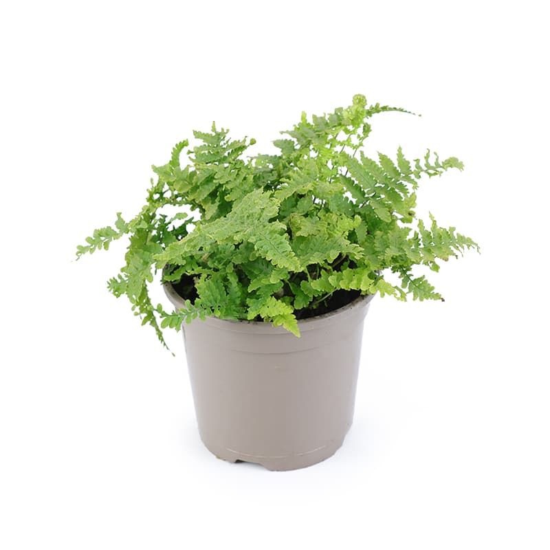 Scaled Male Fern (evergreen) 1 Litres