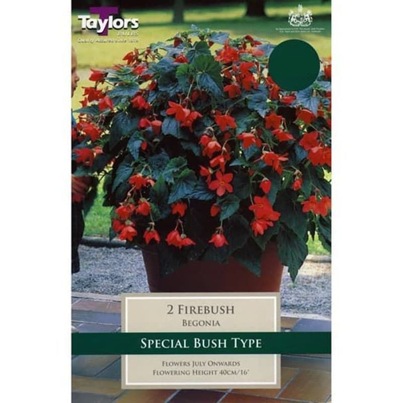 Begonia 'Firebush Exotic'