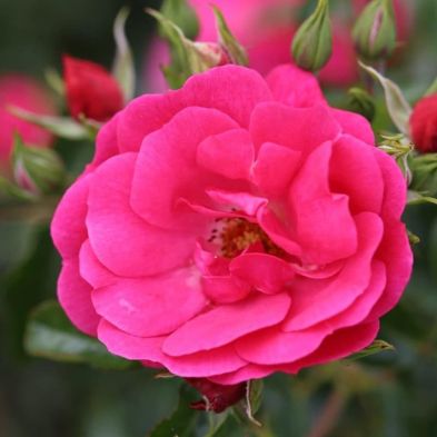 Climbing Rose 'Flower Carpet Pink Climber' 4 Litres