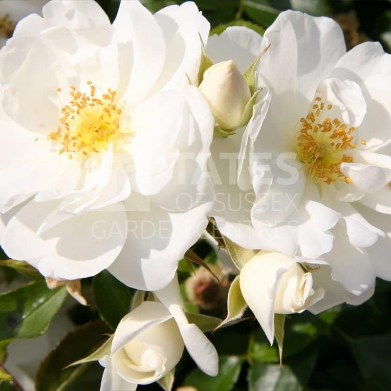 FLOWER CARPET ROSE 'WHITE'