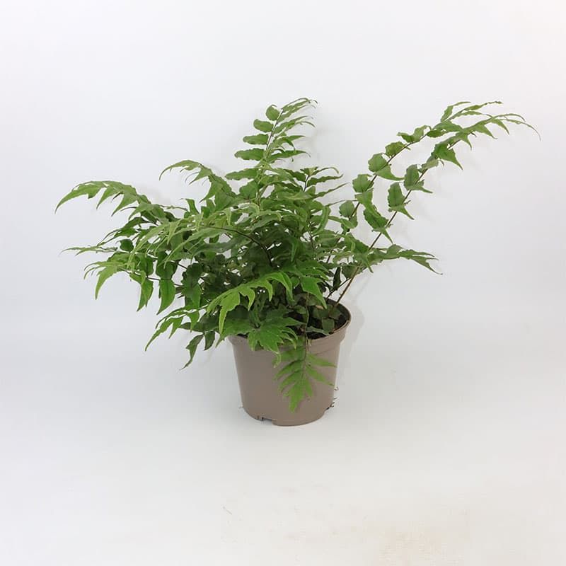 Fortunes Holly Fern (evergreen) 2 Litres