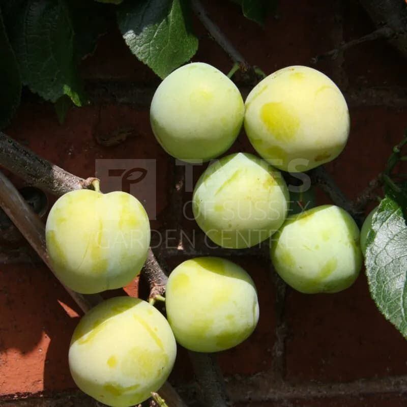 Gage (Prunus) 'Oullins Golden' Bush 12 Litres VVA-1