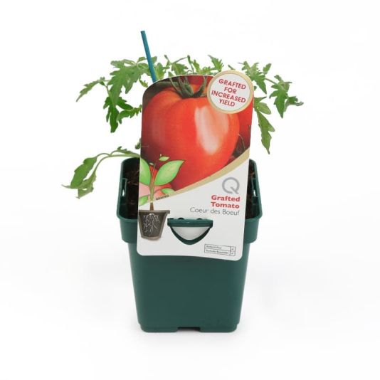 Grafted Veg Tomato 'Coeur Des Boeuf' 10cm
