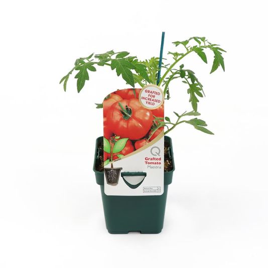 Grafted Veg Tomato 'Maestria' 10cm