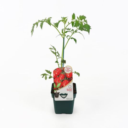 Grafted Veg Tomato 'Ravid' 10cm