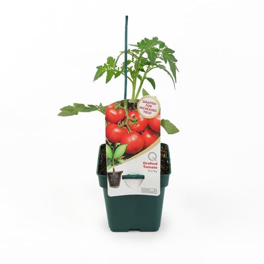 Grafted Veg Tomato 'Shirley' 10cm