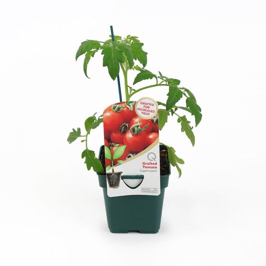 Grafted Veg Tomato 'Supersweet' 10cm