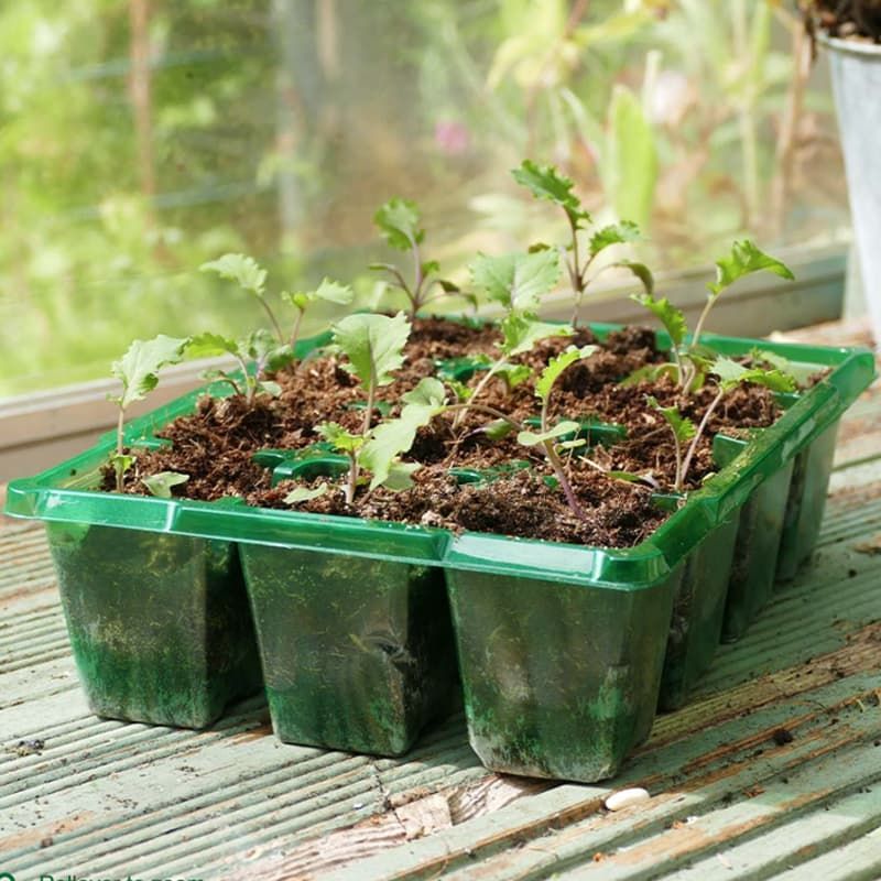 Gardman Growing Tray 18 x 9 Inch Pots for Greenhouse Plant Potting Seedlings & Cuttings 