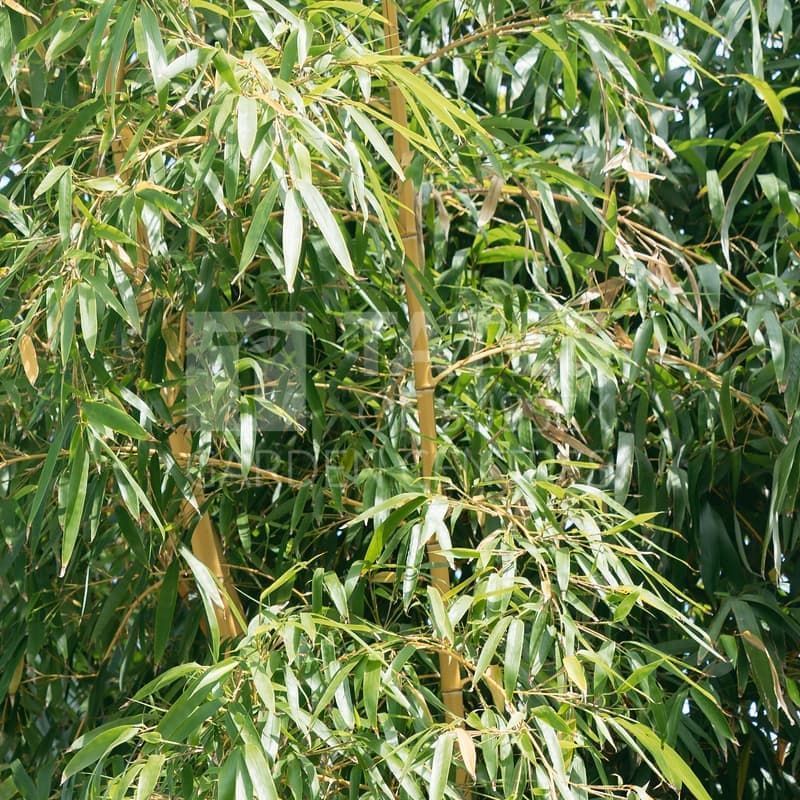Bambusa Phyllostachys 'Aureocaulis' Bamboo 200cm