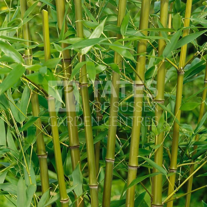 Bambussa Phyllostachys bissettii 200-250