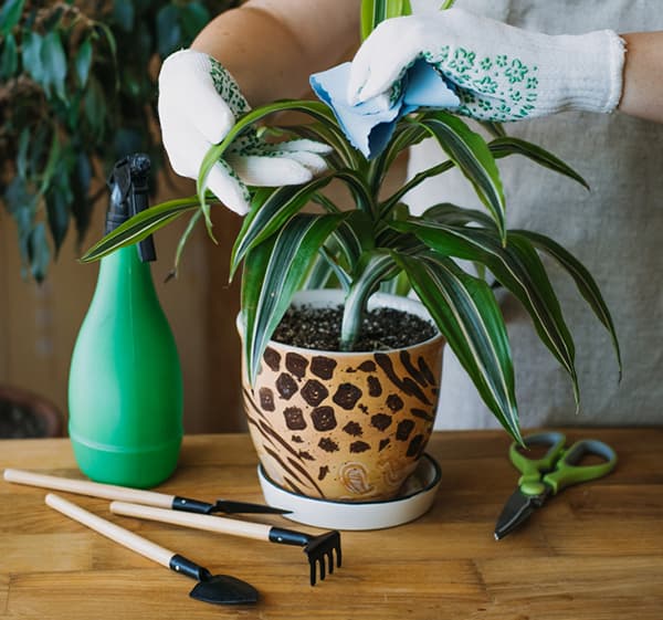 House Plant Feed & Accessories