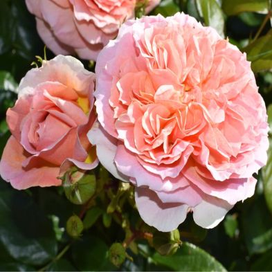 Bush Rose 'Its a Wonderful Life' 3 Litres