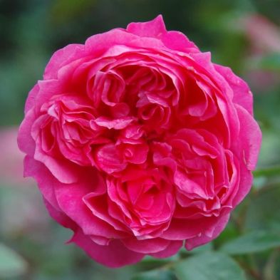 Peter Beales Rose 'Ivors Rose' 4 Litres