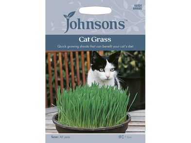 Cat Grass (Avena Sativa) Seeds