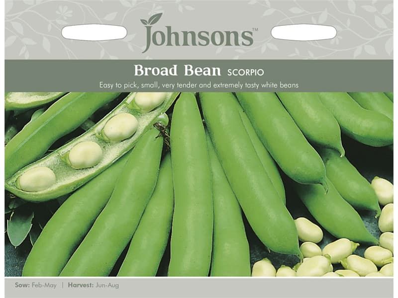 Broad Bean 'Scorpio' Seeds
